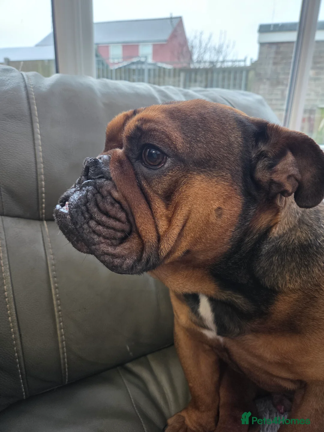 English Bulldog dogs for sale: English bulldog - Advert 4