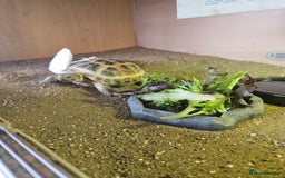 Tortoise reptiles for sale: Horsefeild tortoise and enclosure for Sale - Image 7