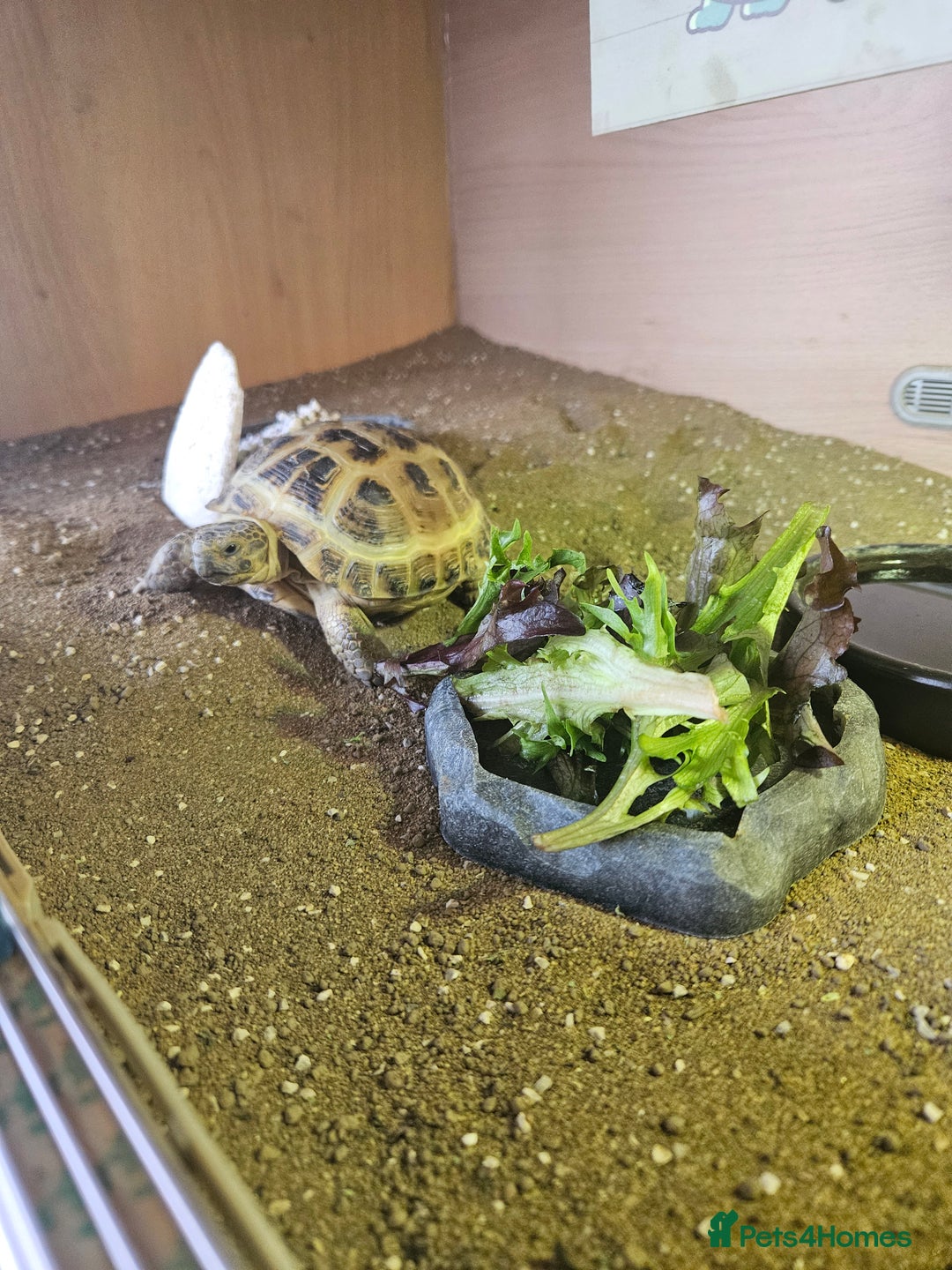 Tortoise reptiles for sale: Horsefeild tortoise and enclosure for Sale - Image 7