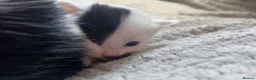 Mixed Breed cats for sale: KITTENS Females - Advert 3