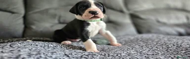 Great Dane 6