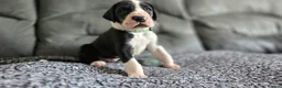 Great Dane dogs for sale: Championship Great Dane Pups  - Advert 20