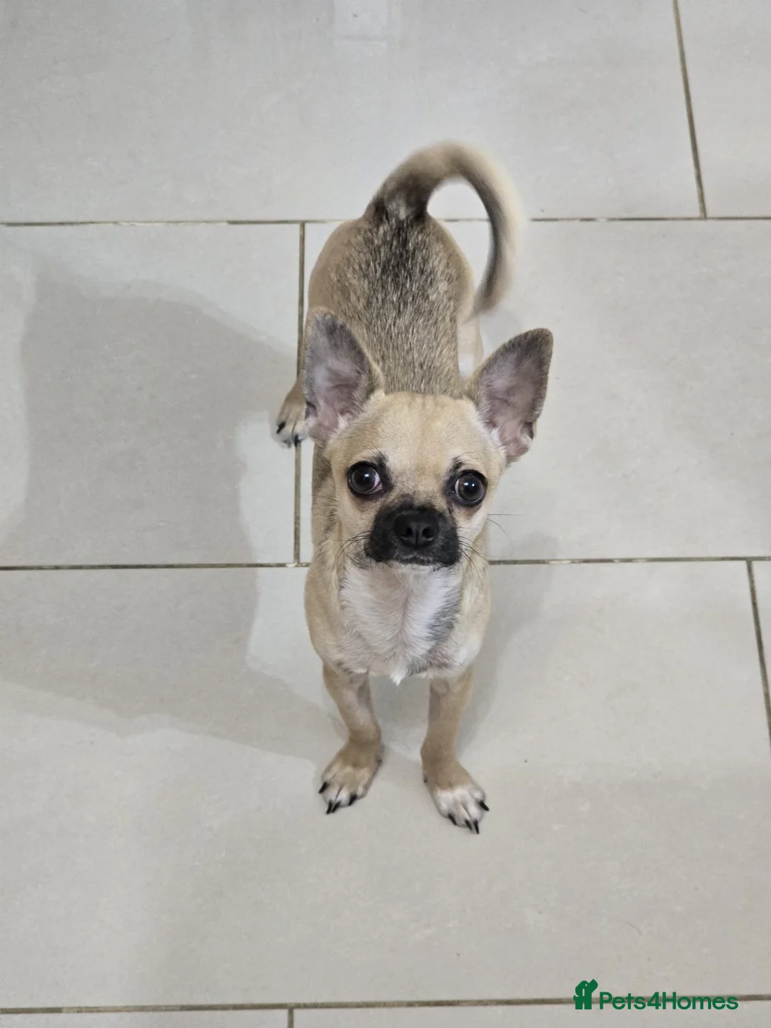Chihuahua dogs for sale: Sable Fawn Boy - Advert 11