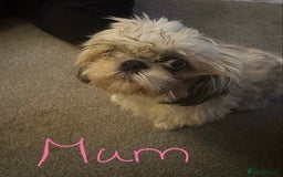 Shih Tzu dogs for sale: 5 beautiful Shih tzu puppies  - Image 3