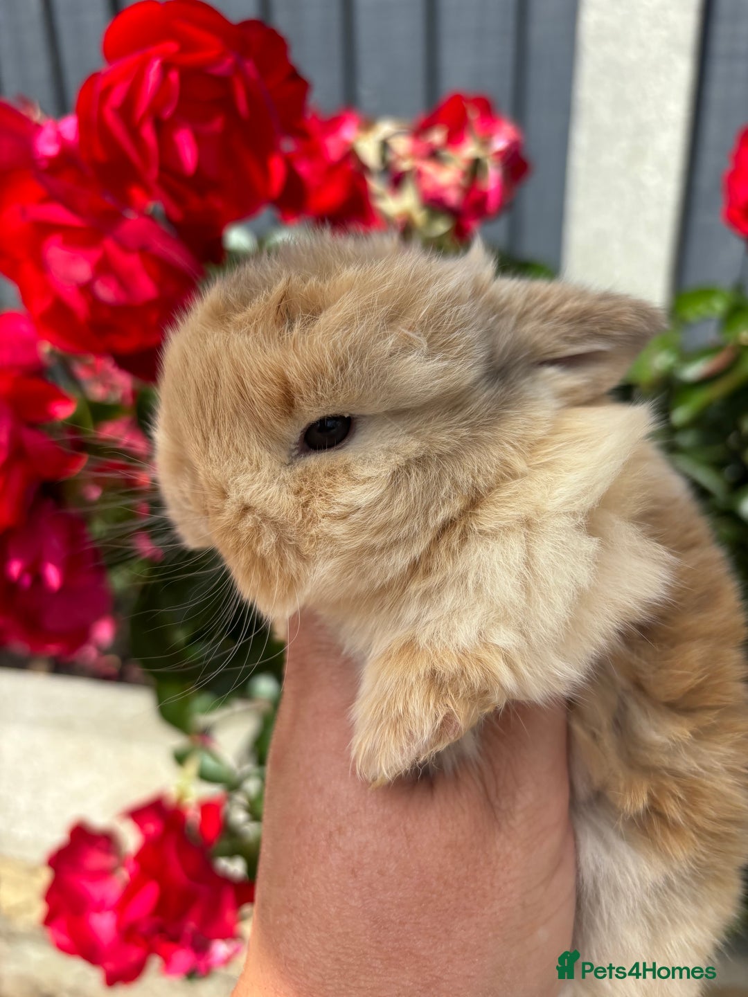 Mini Lop rabbits for sale: 2 Beautiful. Fluffy Mini Lop Rabbits - Image 6