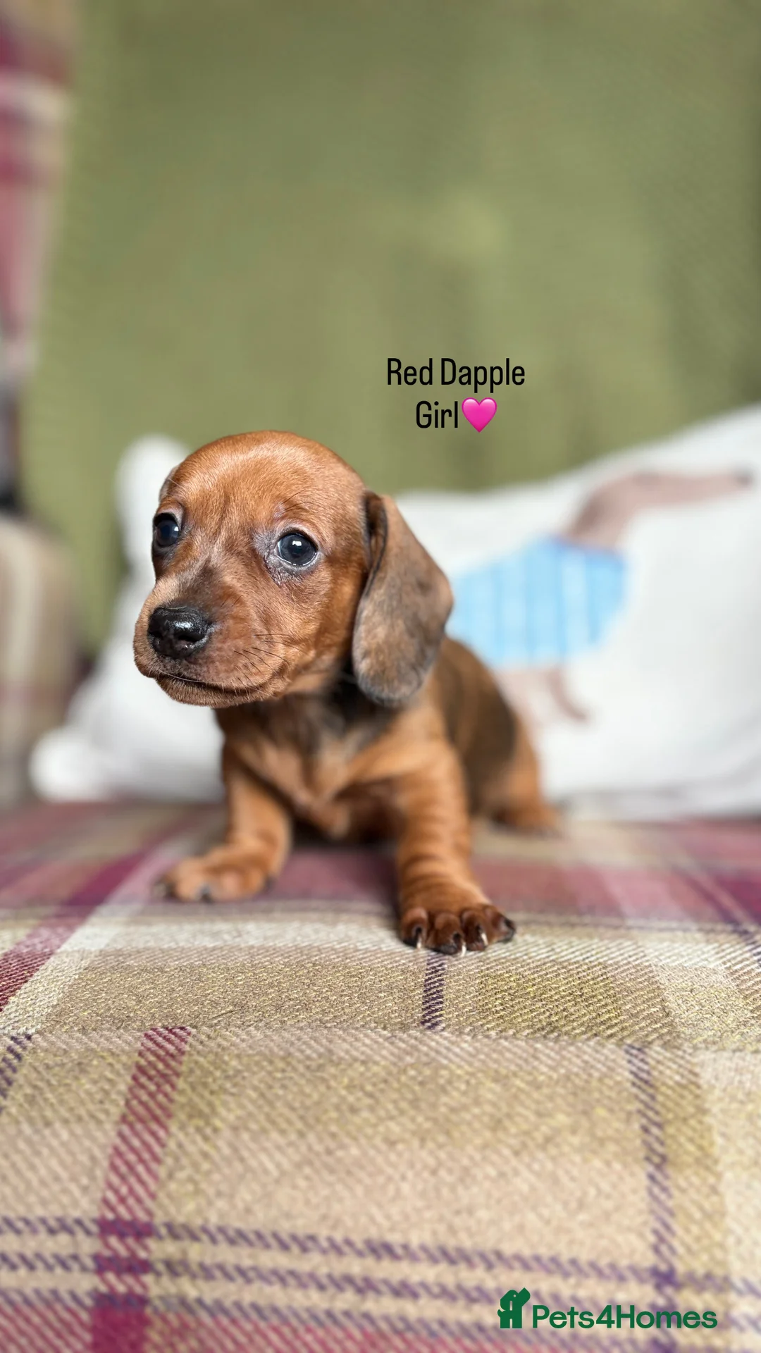 Miniature Dachshund dogs for sale: SMOOTH HAIRED MINIATURE DACHSHUNDS🖤 - Advert 10
