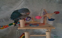 Parakeets birds for sale: 13 week old blue quaker parrot for sale  - Image 4