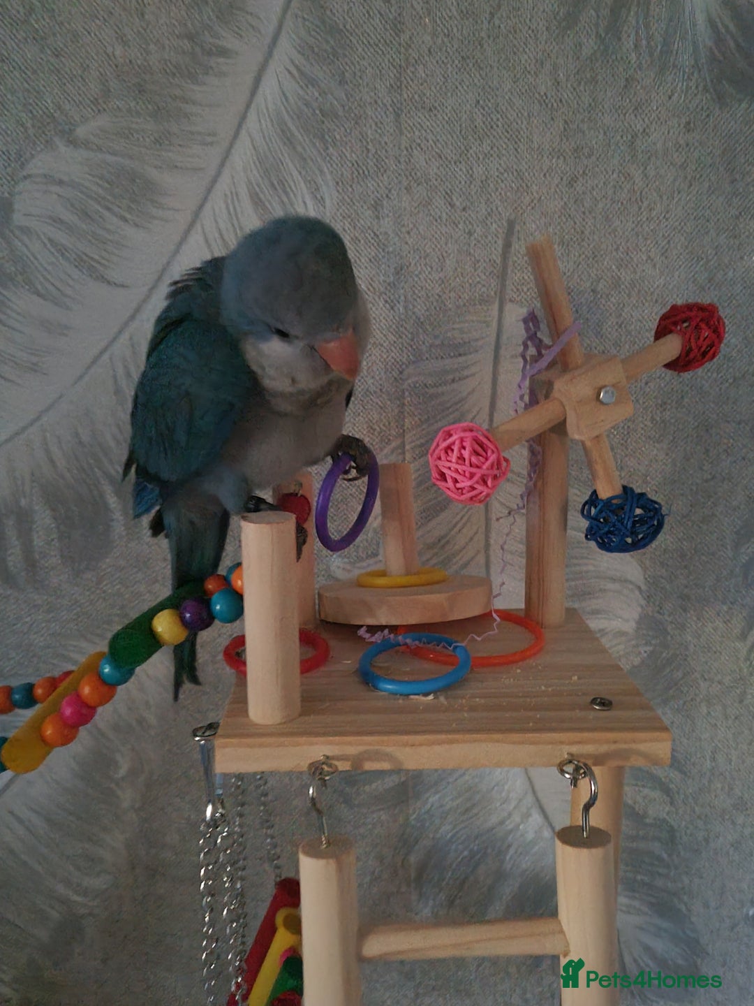 Parakeets birds for sale: 13 week old blue quaker parrot for sale  - Image 4