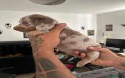 Miniature Dachshund dogs for sale: Beautiful champion miniature dachshunds - Image 5