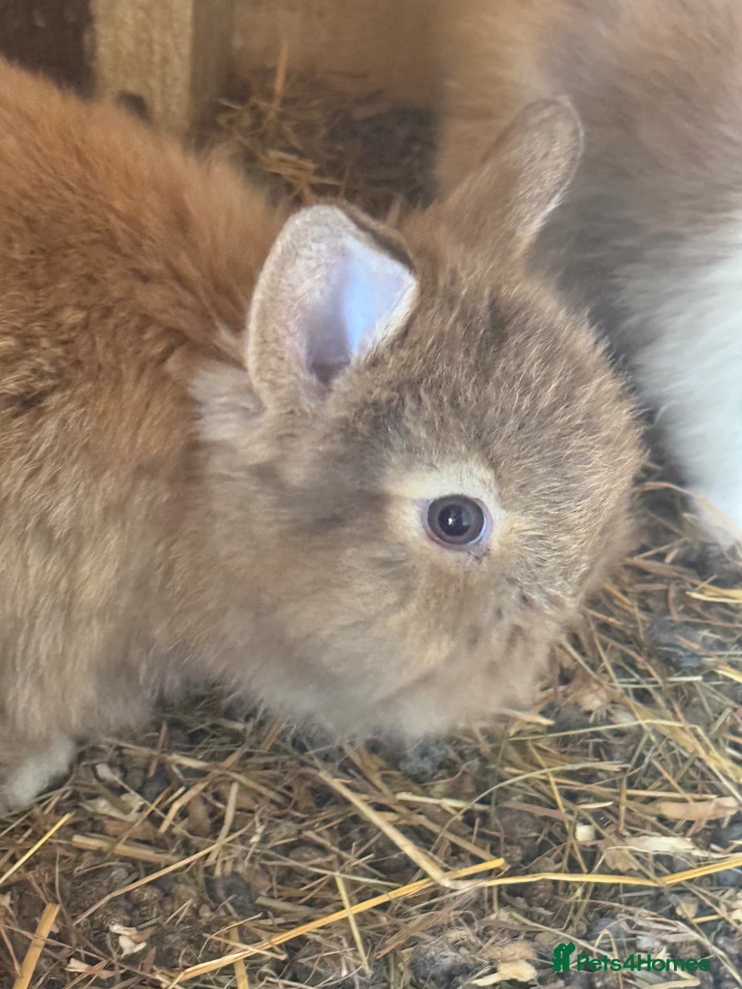 Lionhead rabbits for sale: Various colour lion head bunnies  - Advert 11