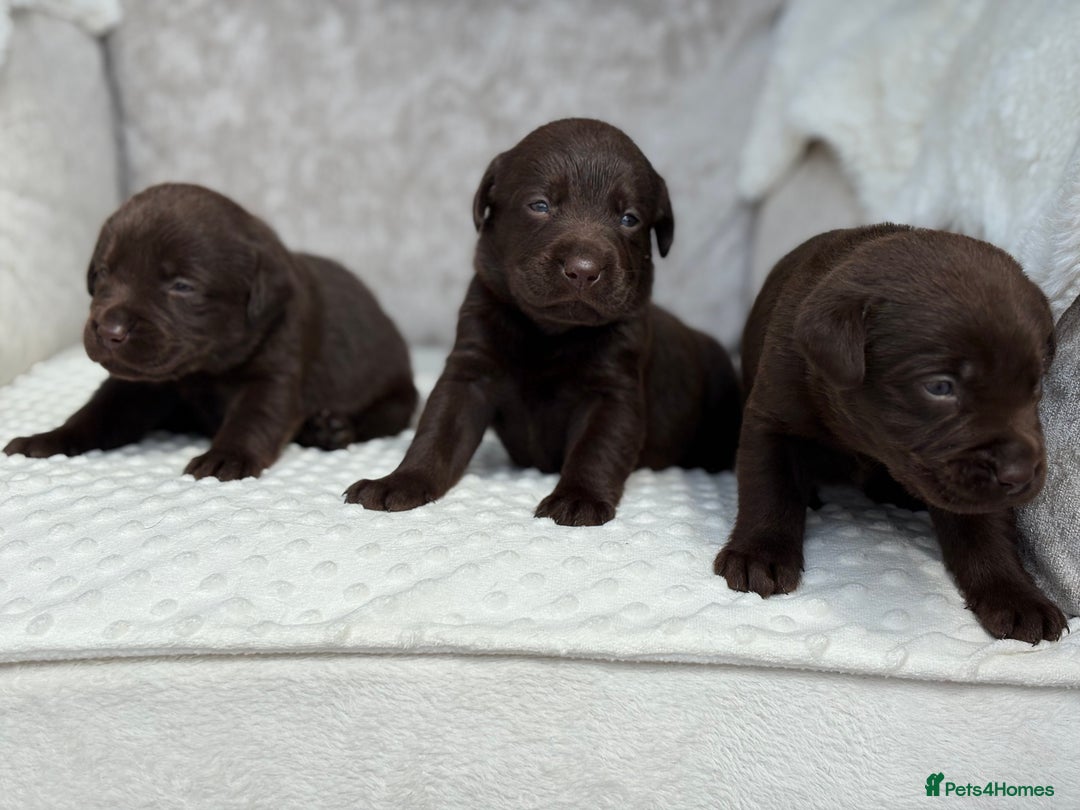 Labrador Retriever dogs for sale: Stunning chocolate Labrador’s with silver jeans  - Image 13