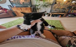 Mixed Breed cats for sale: Kittens - Image 36