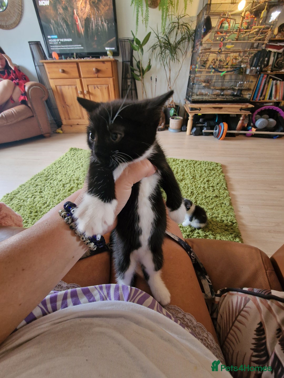 Mixed Breed cats for sale: Kittens - Image 36