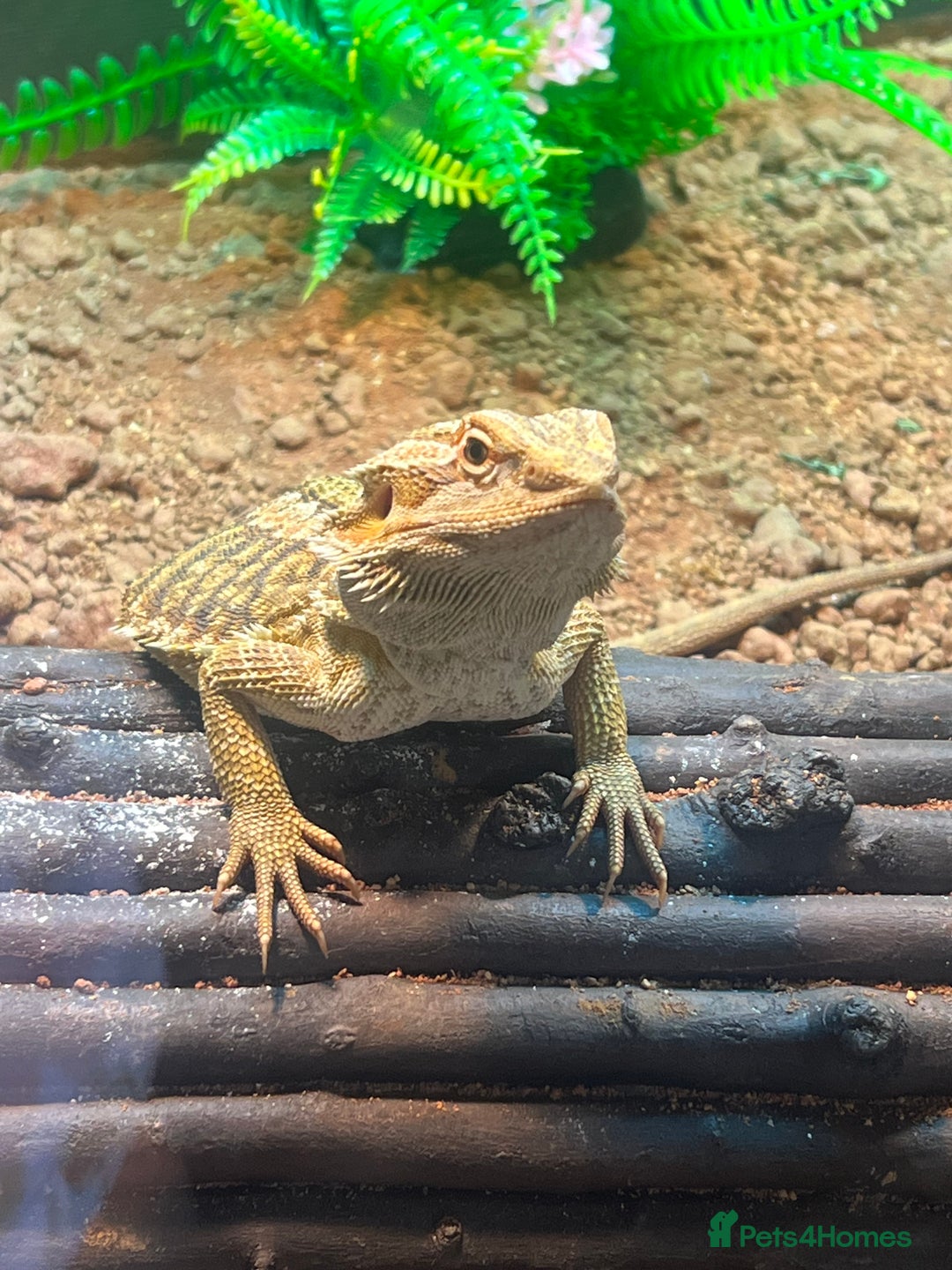 Bearded Dragon reptiles for sale: Bearded dragon with setup for (urgent) sale - Advert 2