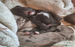 Mixed Breed dogs for sale: Cockerbull Puppies - Image 5