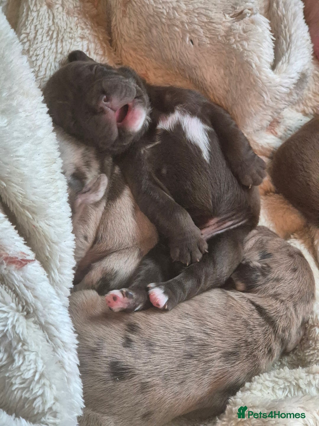 Mixed Breed dogs for sale: Cockerbull Puppies - Image 5