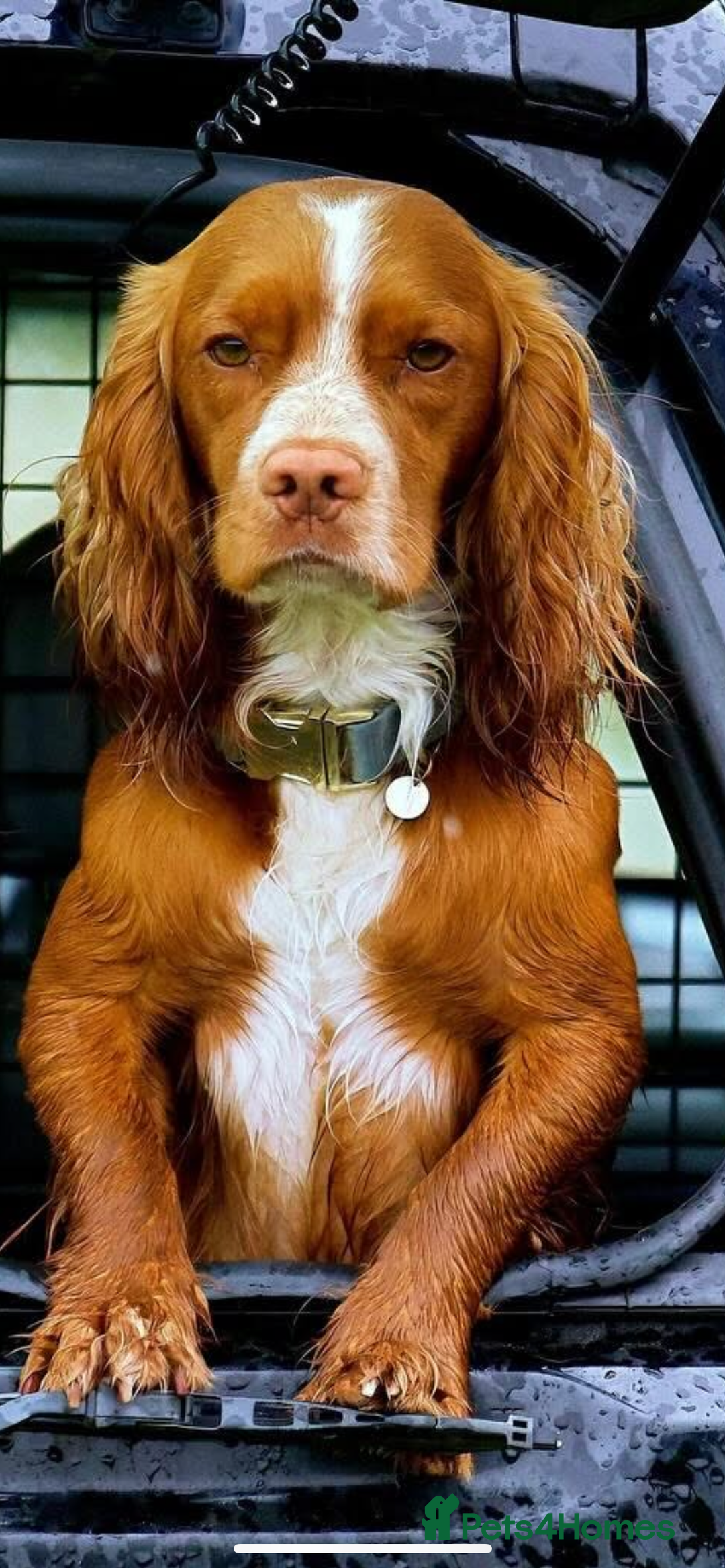 Sprocker dogs for sale: 5 left of gorgeous sprocker puppies - Image 5