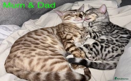 Bengal cats for sale: 5 Stunning Bengal girls ready for their new homes - Image 19