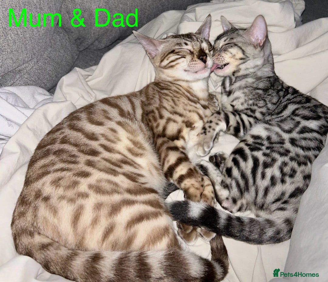 Bengal cats for sale: 5 Stunning Bengal girls ready for their new homes - Image 19