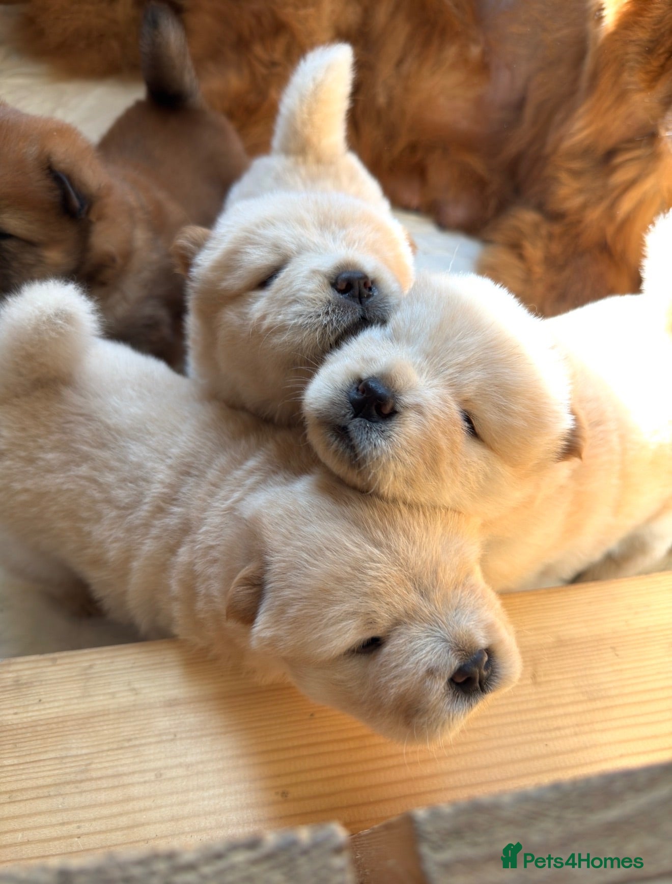 Chow Chow dogs Gorgeous Chow Chow Puppies 🐻 - Advert 2
