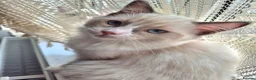 Ragdoll cats for sale:  TICA Ragdoll female - Advert 6