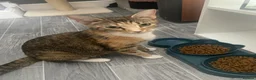 Mixed Breed cats for sale: Two kittens female for sale - Advert 1