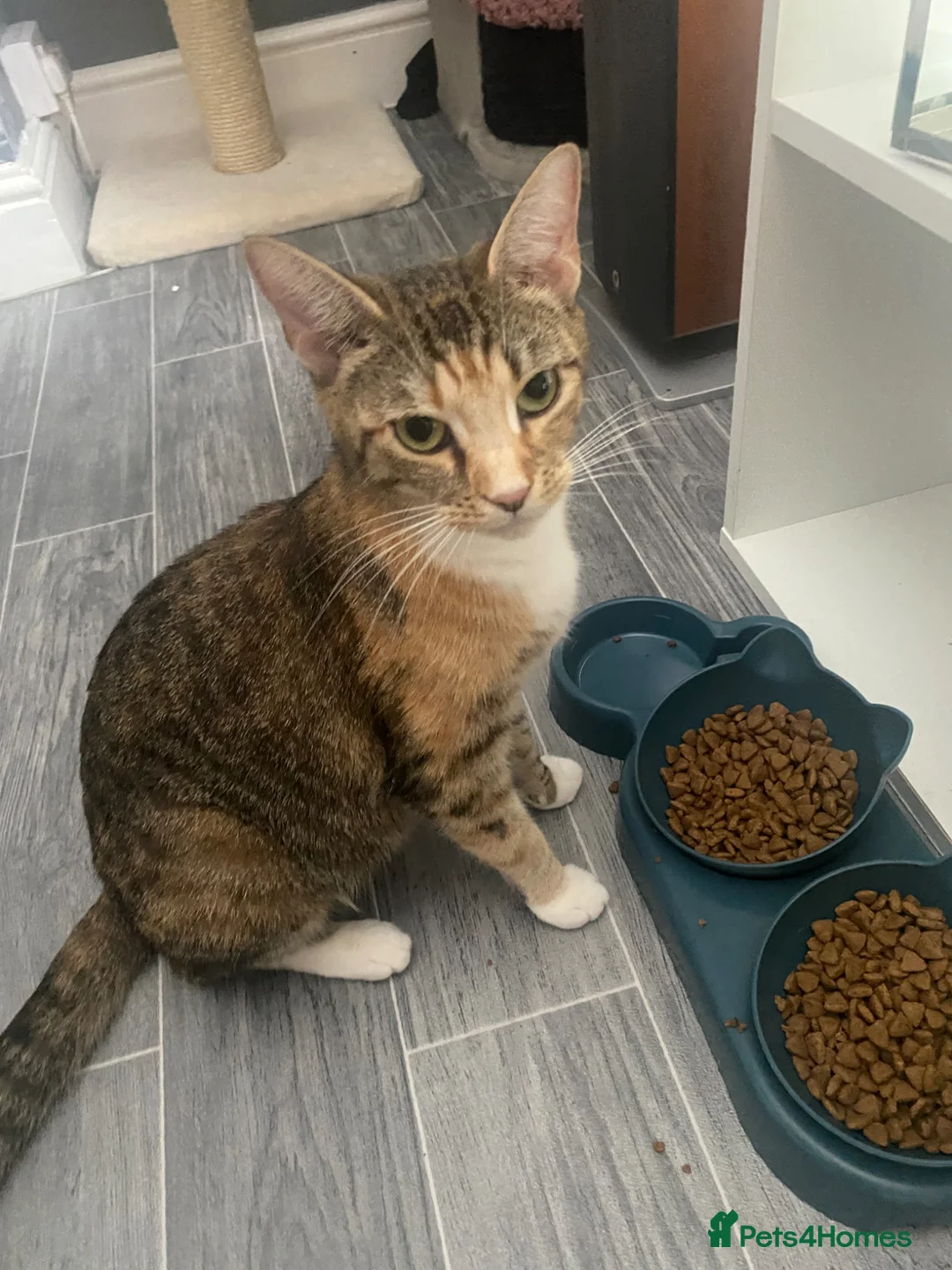 Mixed Breed cats for sale: Two kittens female for sale - Advert 1