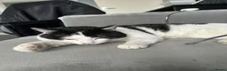 British Shorthair cats for sale: Black and white cat in Walsall - Advert 1