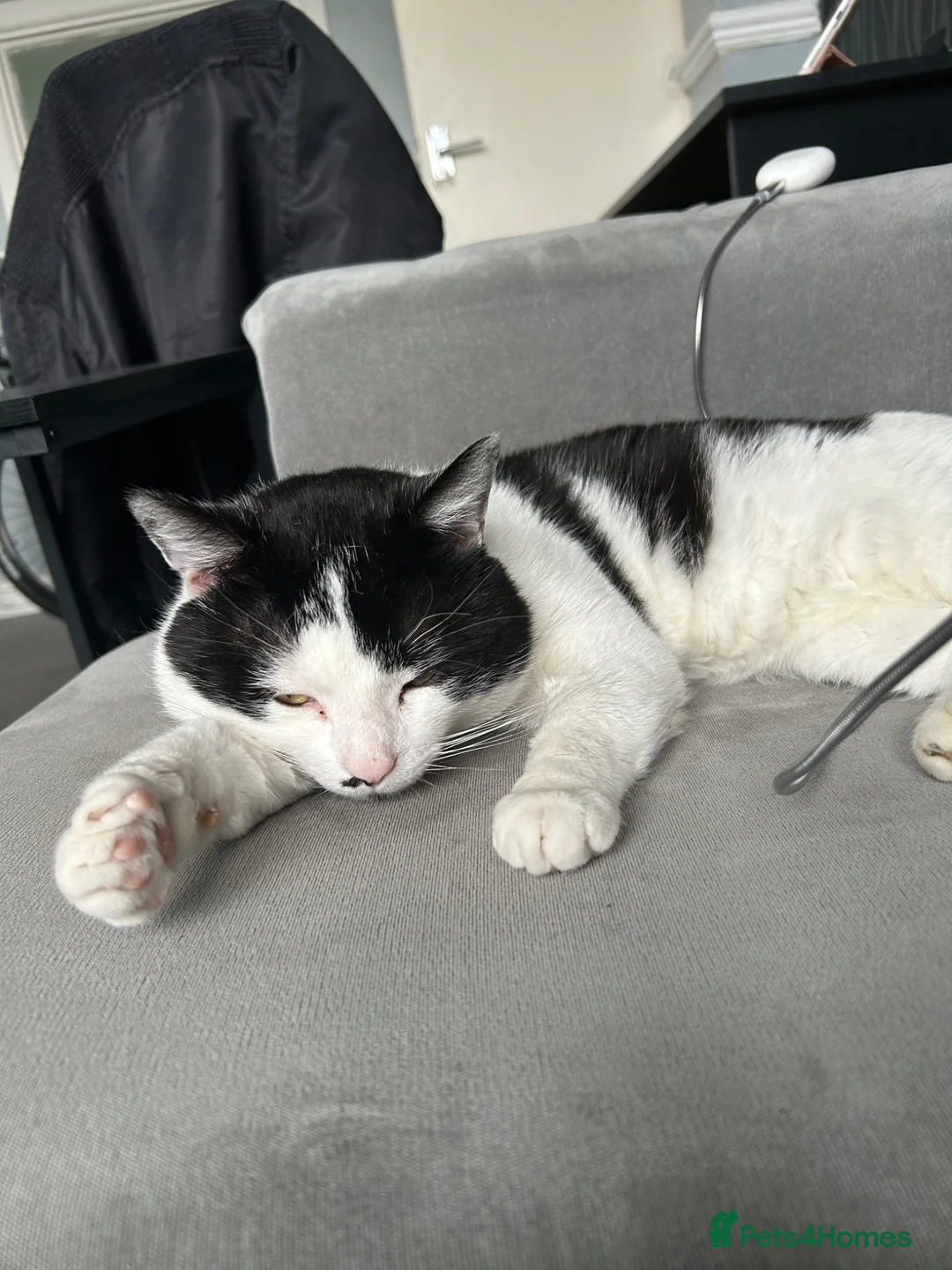British Shorthair cats for sale: Black and white cat in Walsall - Advert 1