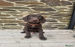 Mixed Breed dogs for sale: Stunning GSP X cocker spaniel  - Image 1