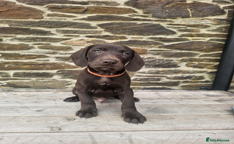 Mixed Breed dogs - Advert 2