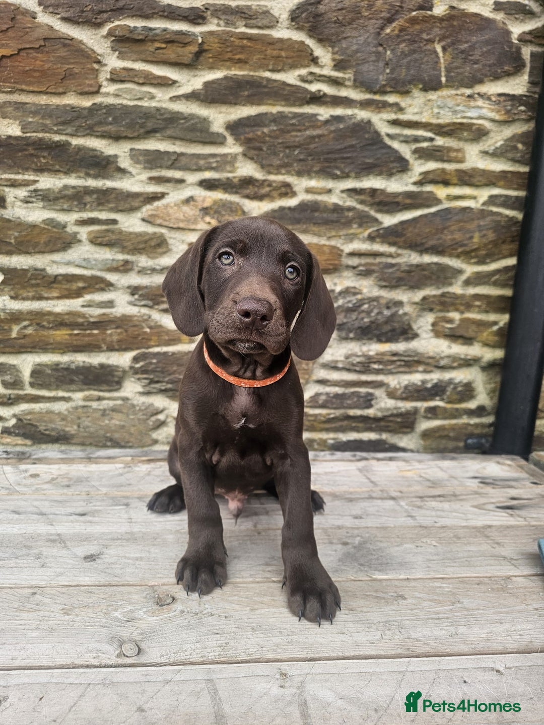 Mixed Breed dogs for sale: Stunning GSP X cocker spaniel  - Image 1
