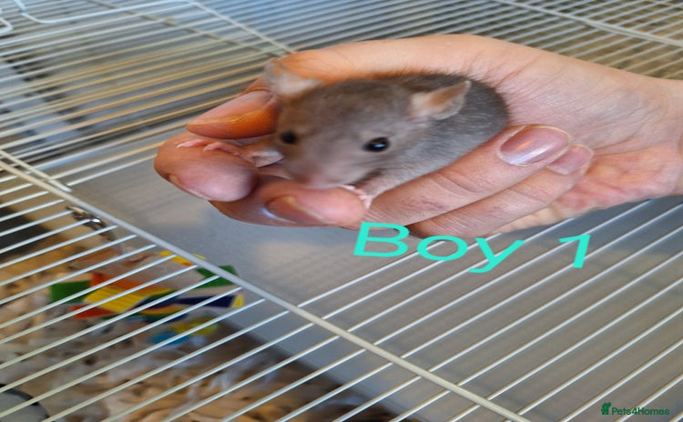 Rat rodents - Advert 2