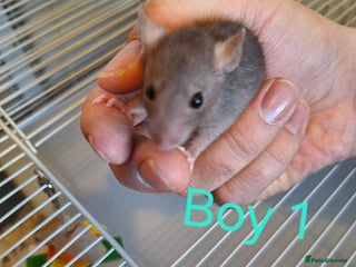 Rat rodents - Advert 10