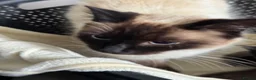 Mixed Breed cats for sale: Part ragdoll kittens  - Advert 6