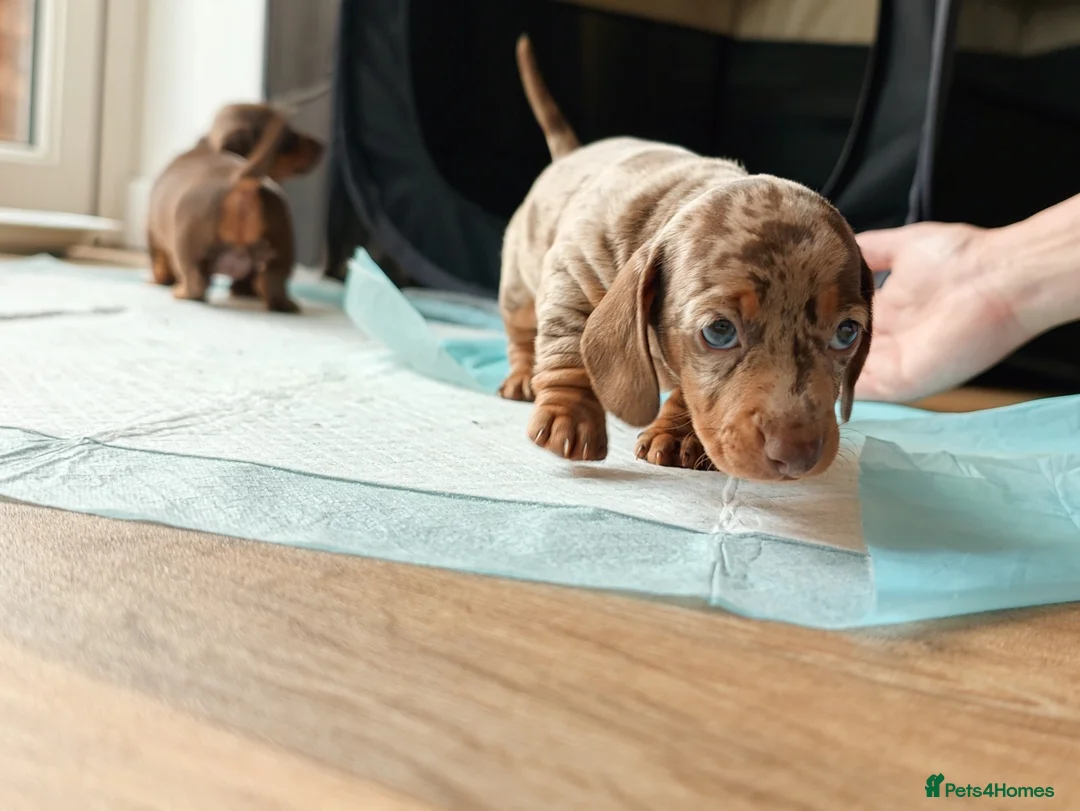 Miniature Dachshund dogs for sale: Miniature dachshund  in Thirsk - Advert 18