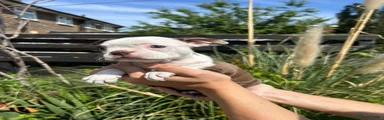 Boston Terrier Puppy 6