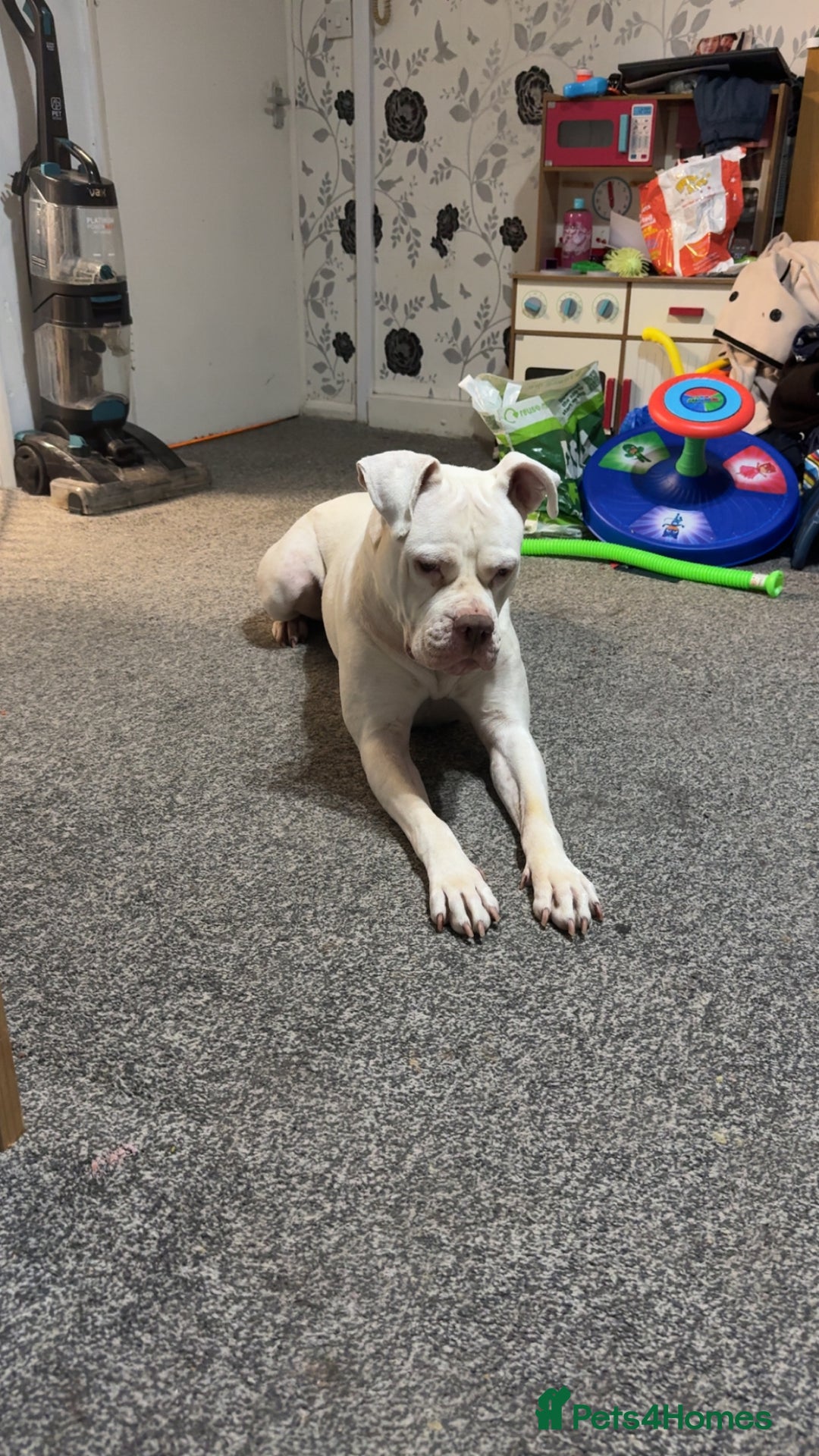 Mixed Breed dogs for sale: Staffordshire bull terrier x  - Image 3