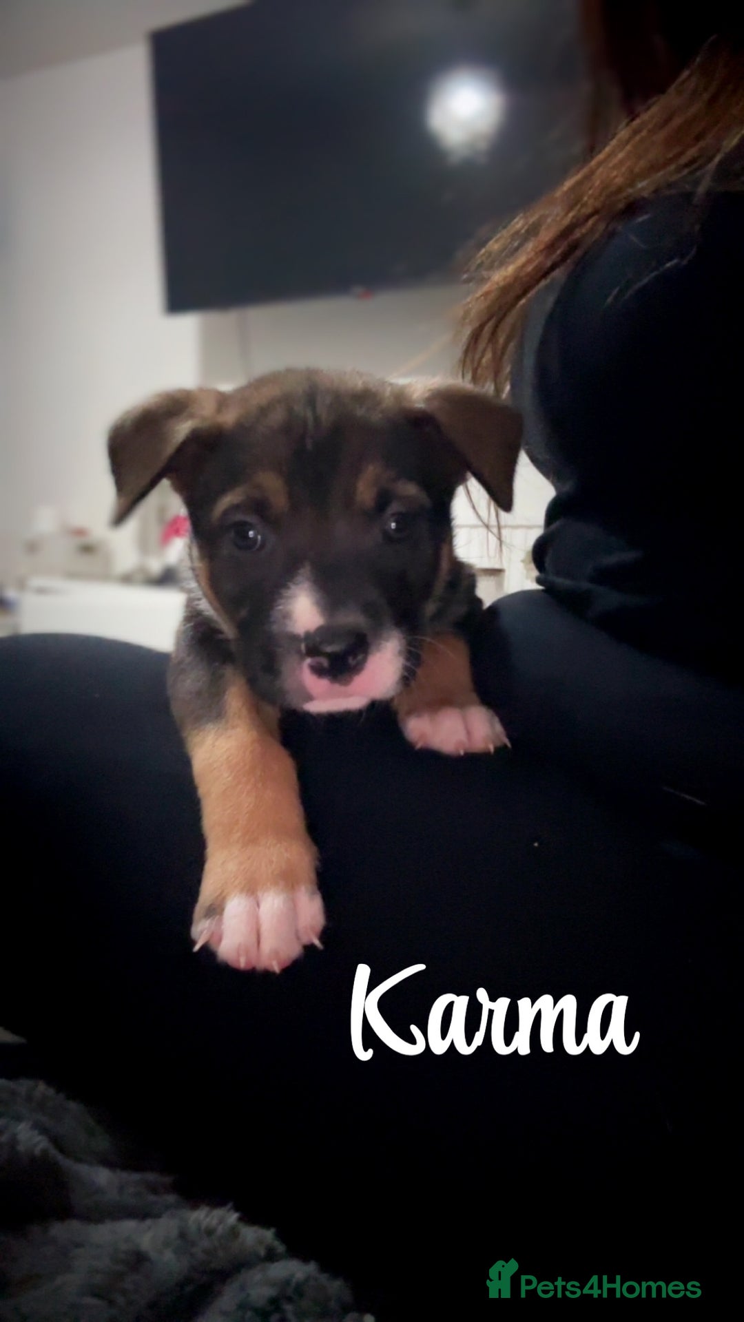 Mixed Breed dogs for sale: Puppies for sale  - Advert 11