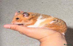 Hamster rodents for sale: OLDER STUNNING TAME PEDIGREE HAMSTERS - Image 3