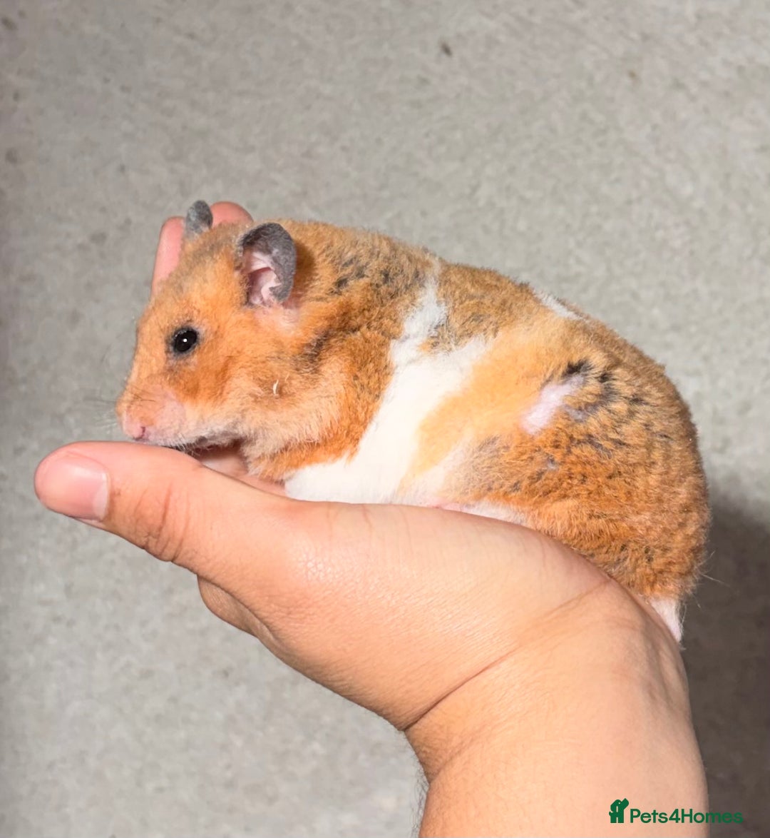 Hamster rodents for sale: OLDER STUNNING TAME PEDIGREE HAMSTERS - Image 3