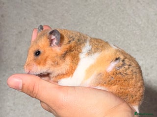 Hamster rodents - Advert 1