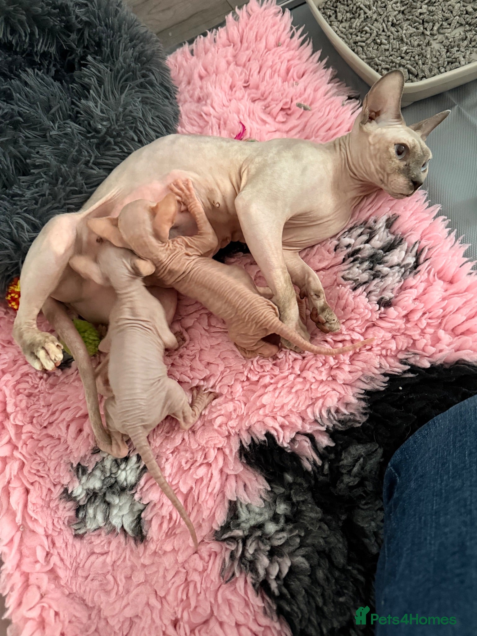 Sphynx cats Canadian Sphynx kittens - Advert 10