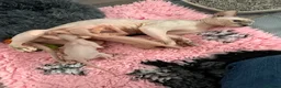 Sphynx cats for sale: Canadian Sphynx kittens - Advert 1