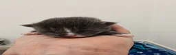 Mixed Breed cats for sale: Grey fluffy kittens - Advert 9