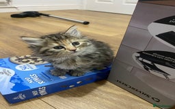 Persian cats for sale: Persian Cross Kittens  - Image 8