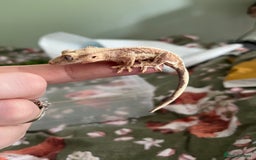 Gecko reptiles for sale: Lilly white and Dalmatian harlequin crested geckos - Image 1
