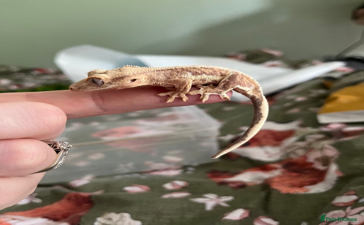 Gecko reptiles - Advert 3