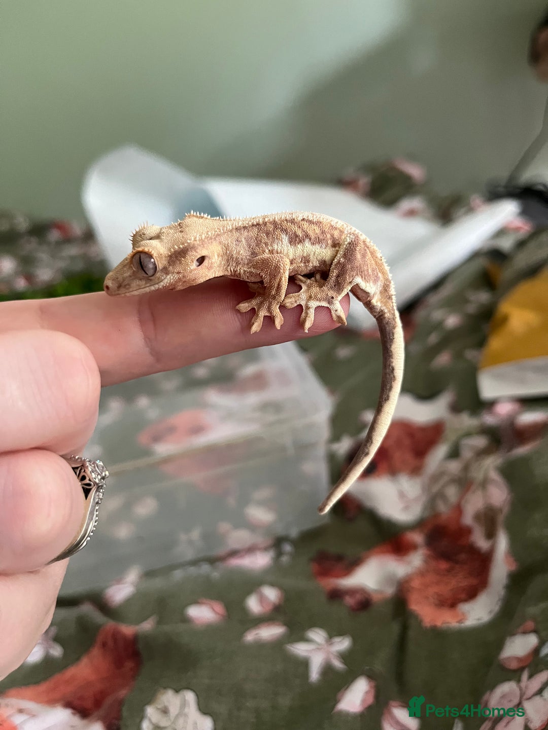 Gecko reptiles for sale: Lilly white and Dalmatian harlequin crested geckos - Image 1