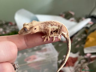 Gecko reptiles - Advert 10